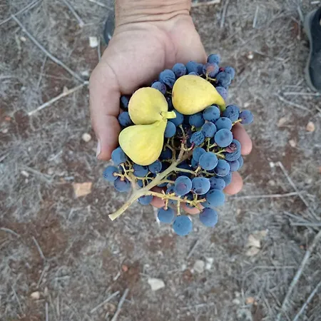 アパート Primitivo Bay Hvar